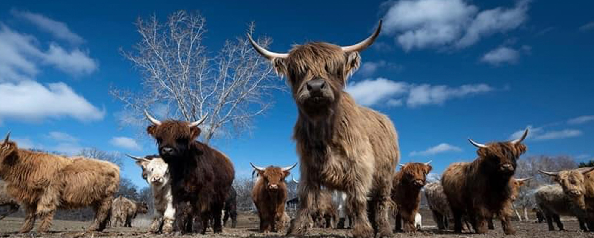 herd of cows standing and starring at you