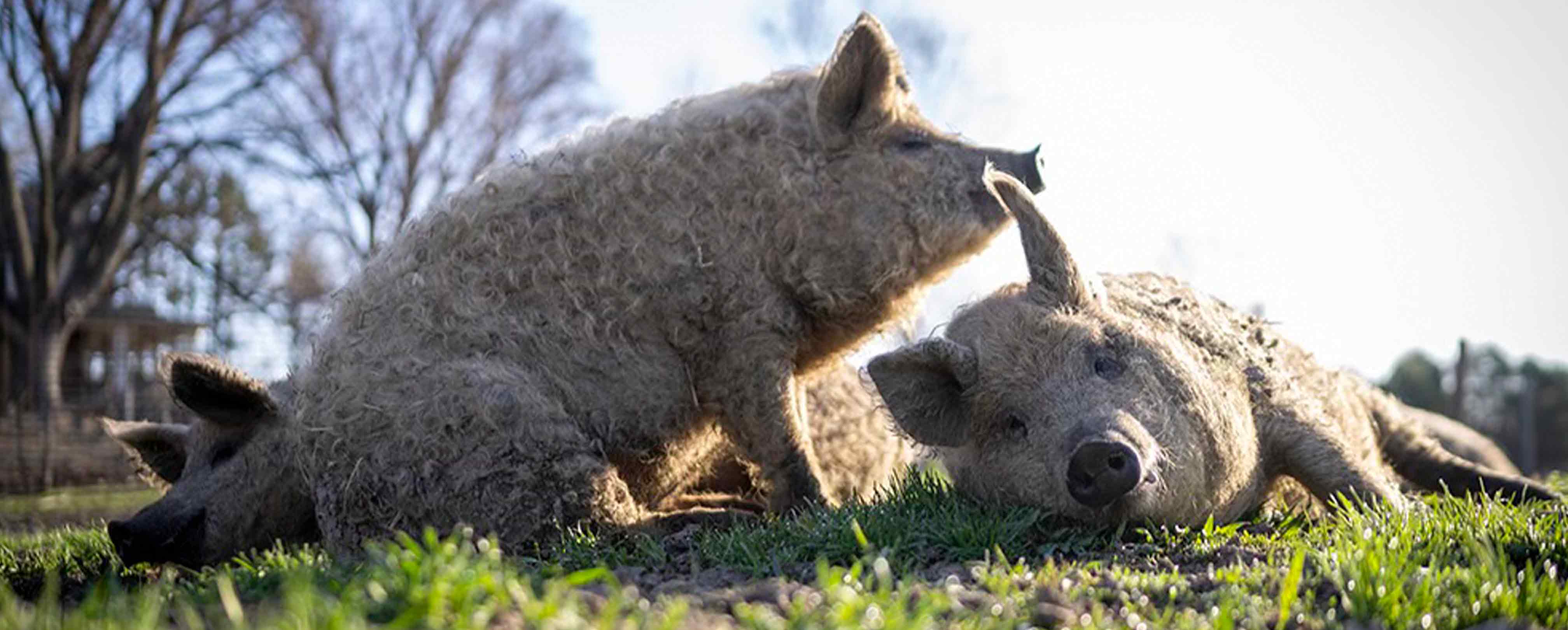 pigs relaxing in the sun